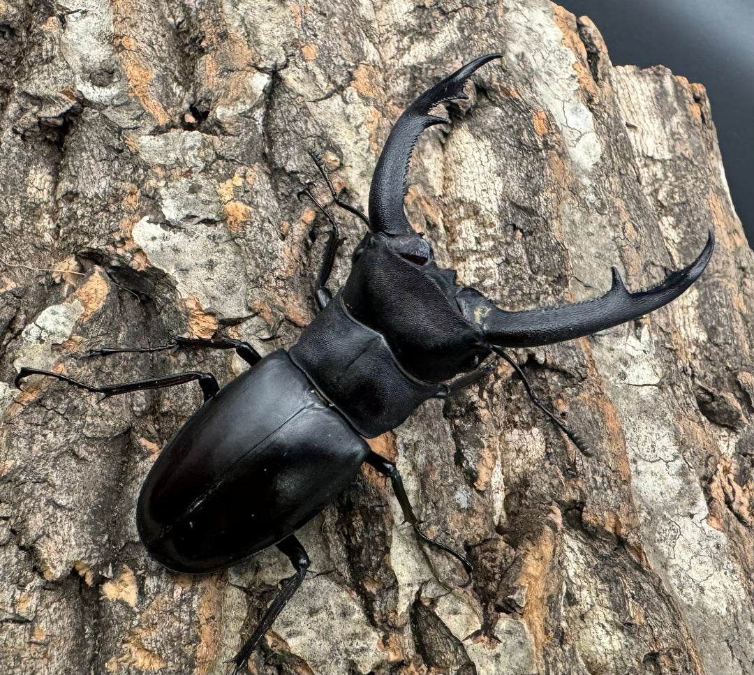 【WD】《マンディブラリスフタマタ 82mm ペア》