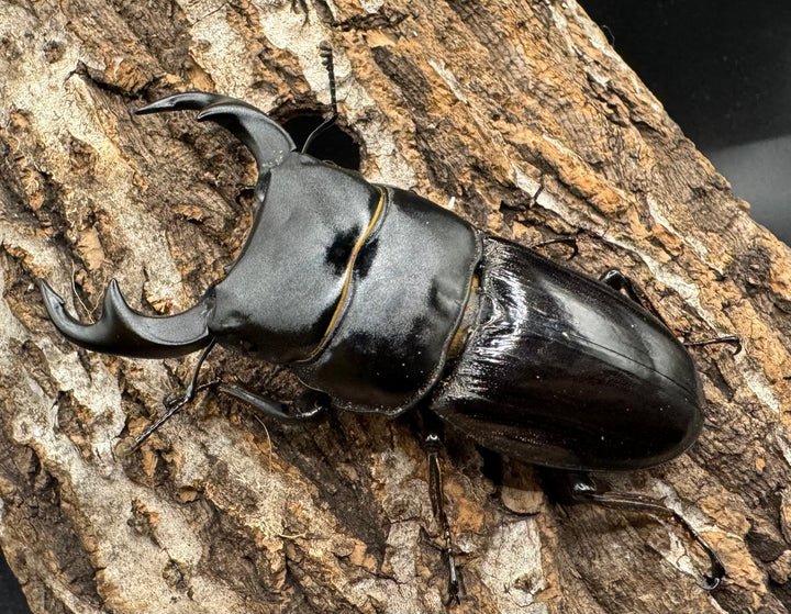 【WD】《ジャワパリーオオクワ 70mm ペア》