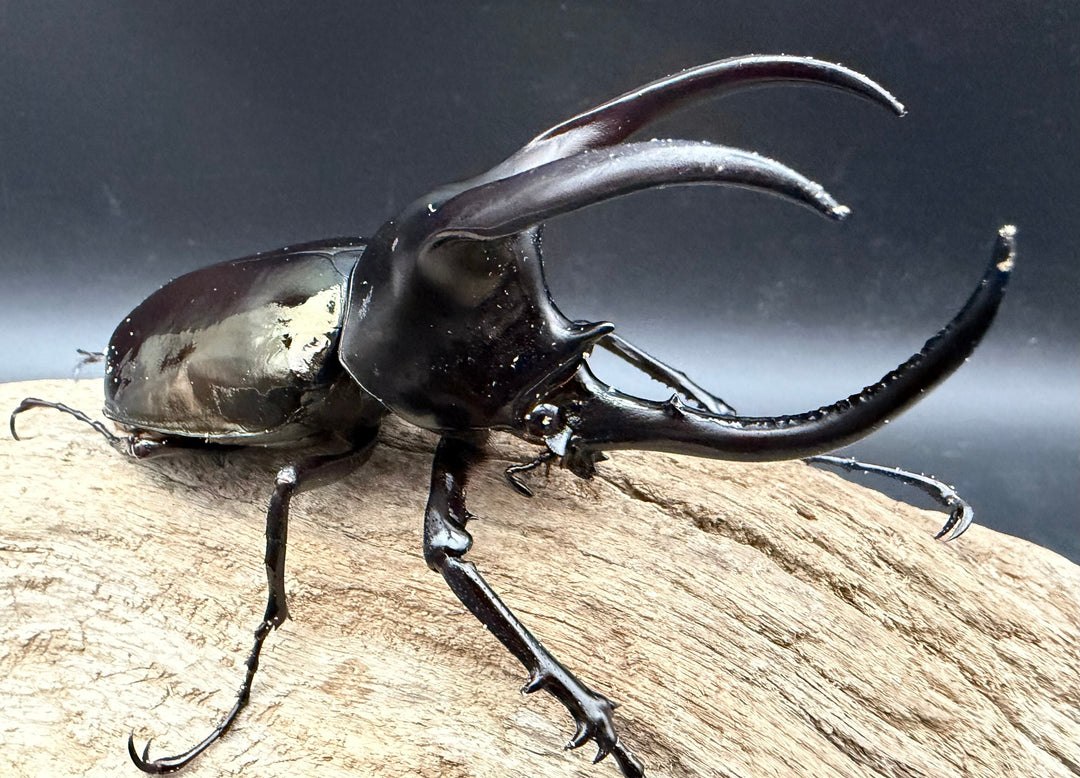 【WD】《モーレンカンプオオカブト 95mm ペア》