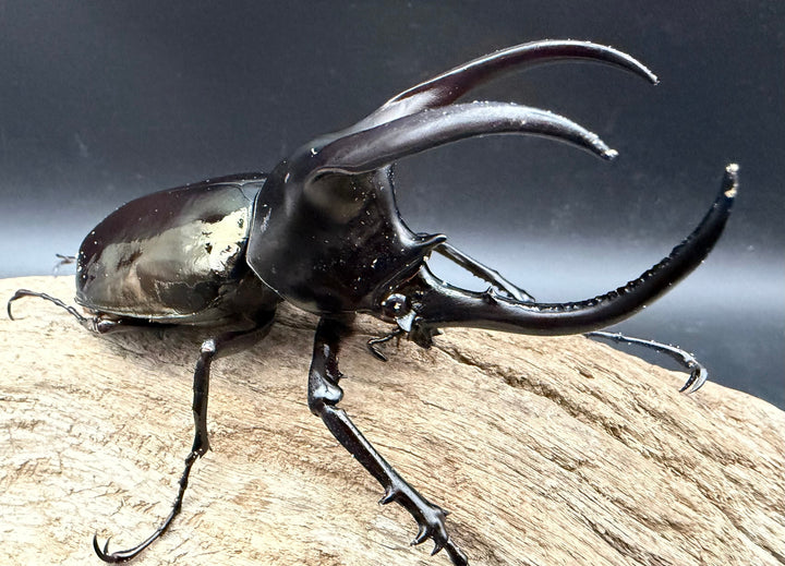 【WD】《モーレンカンプオオカブト 95mm ペア》