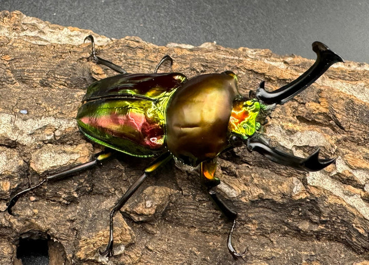 《ニジイロクワガタ 60mm ペア》