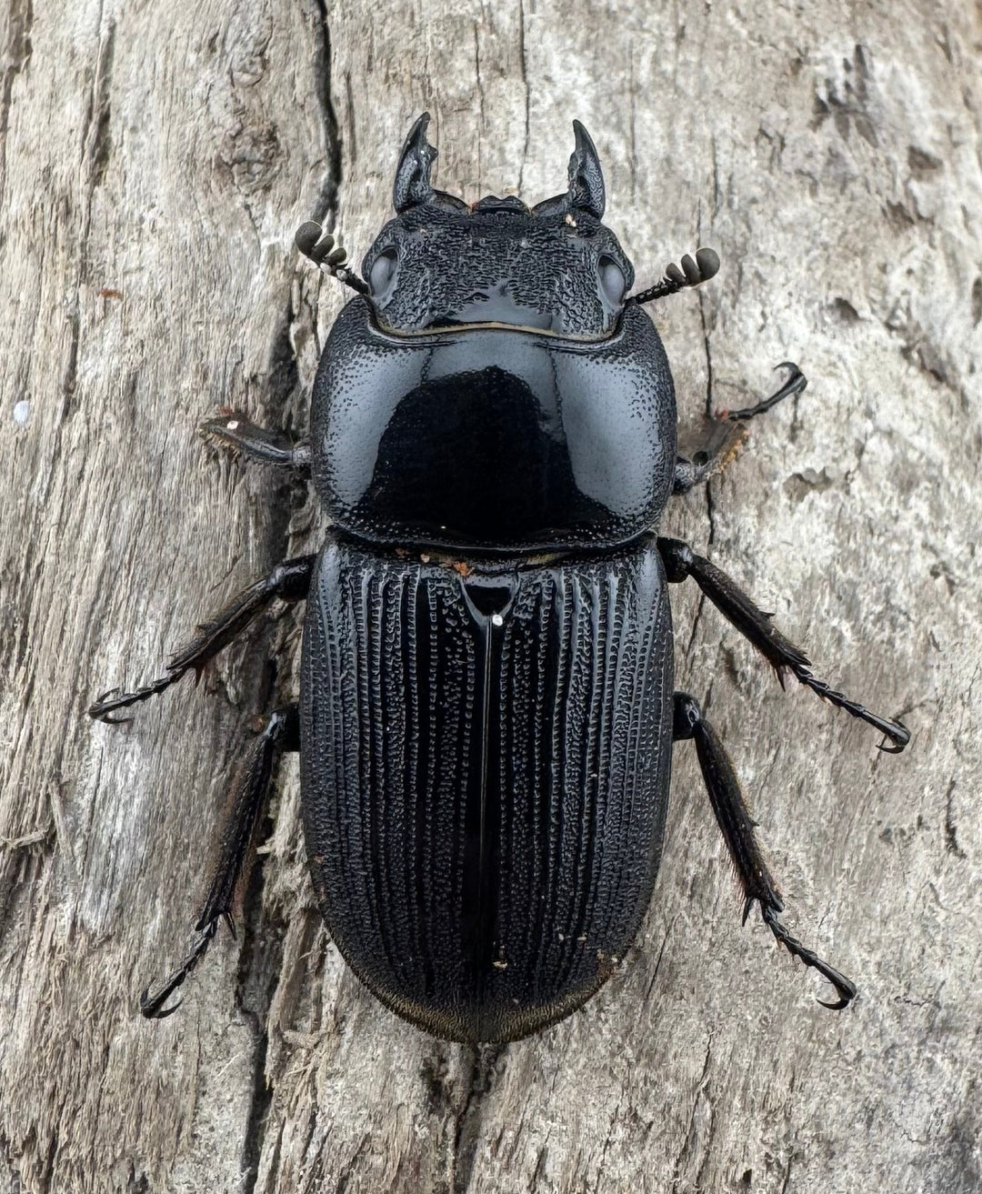 【WD】《ミンダナオパリーオオクワ キダパワン産 60mm A’品ペア》