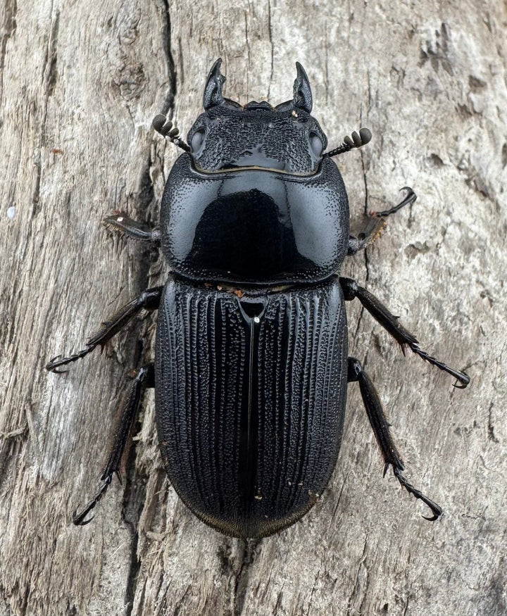 【WD】《ミンダナオパリーオオクワ キダパワン産 60mm A’品ペア》