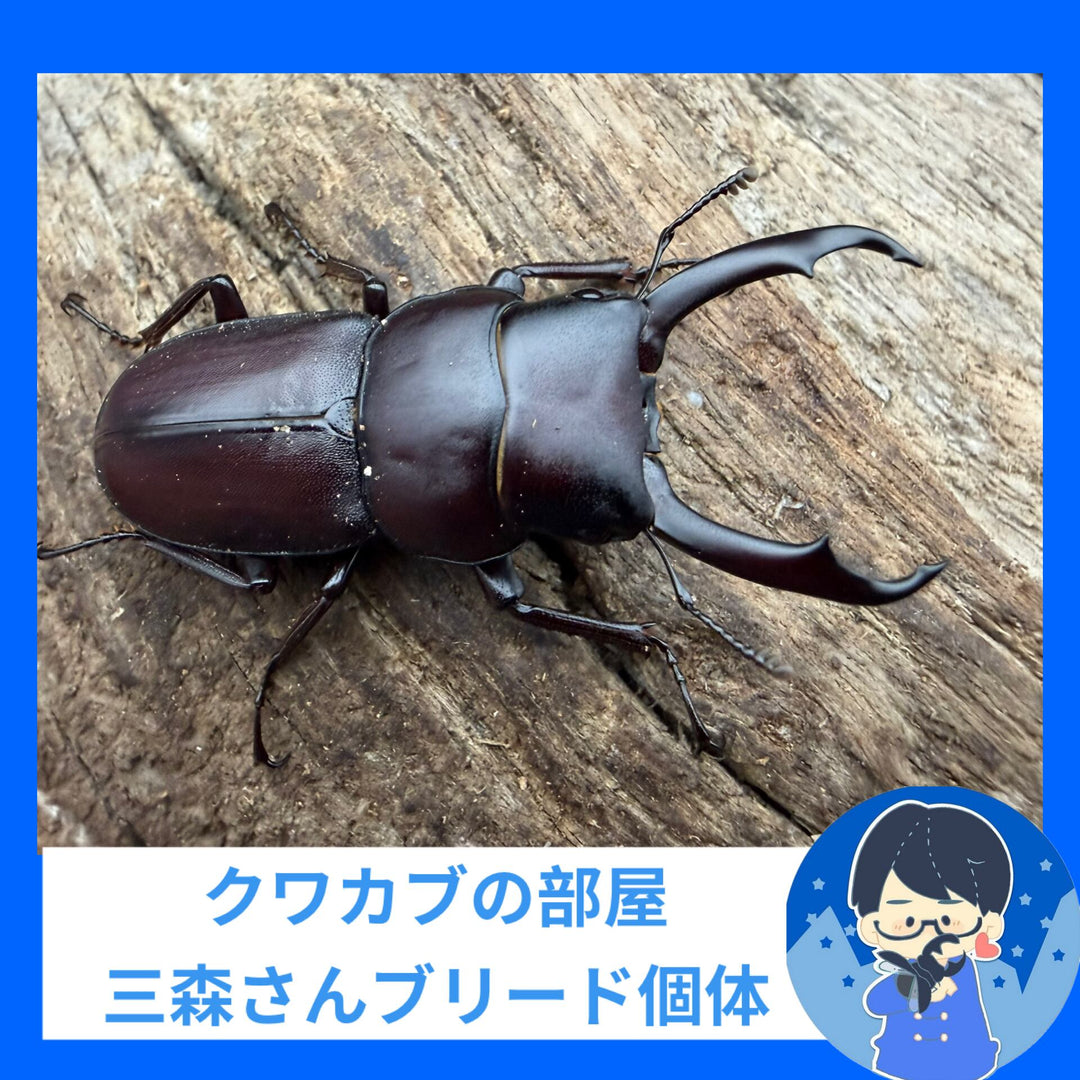 《ヤクシマコクワガタ 44mm ペア》クワカブの部屋三森氏ブリード個体