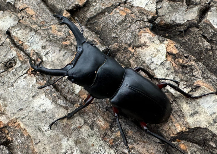 【WD】《アカアシクワガタ 山梨県産 45.5mm ペア》