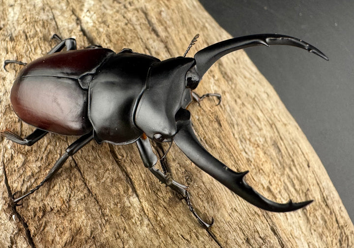 【WD】《ドンキエルコクワ原名亜種 雲南省産 65mm ♂♀♀トリオ》