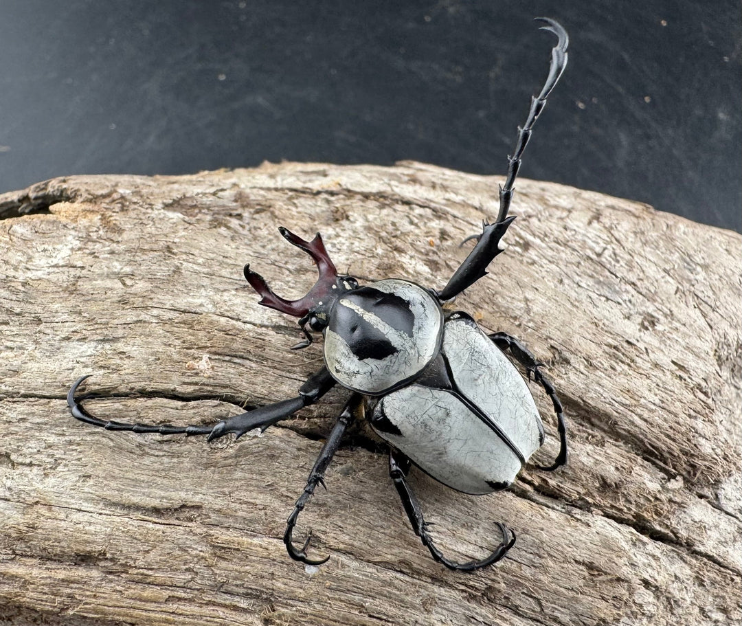 【WD】《アダムスツノハナムグリ Free ペア》③