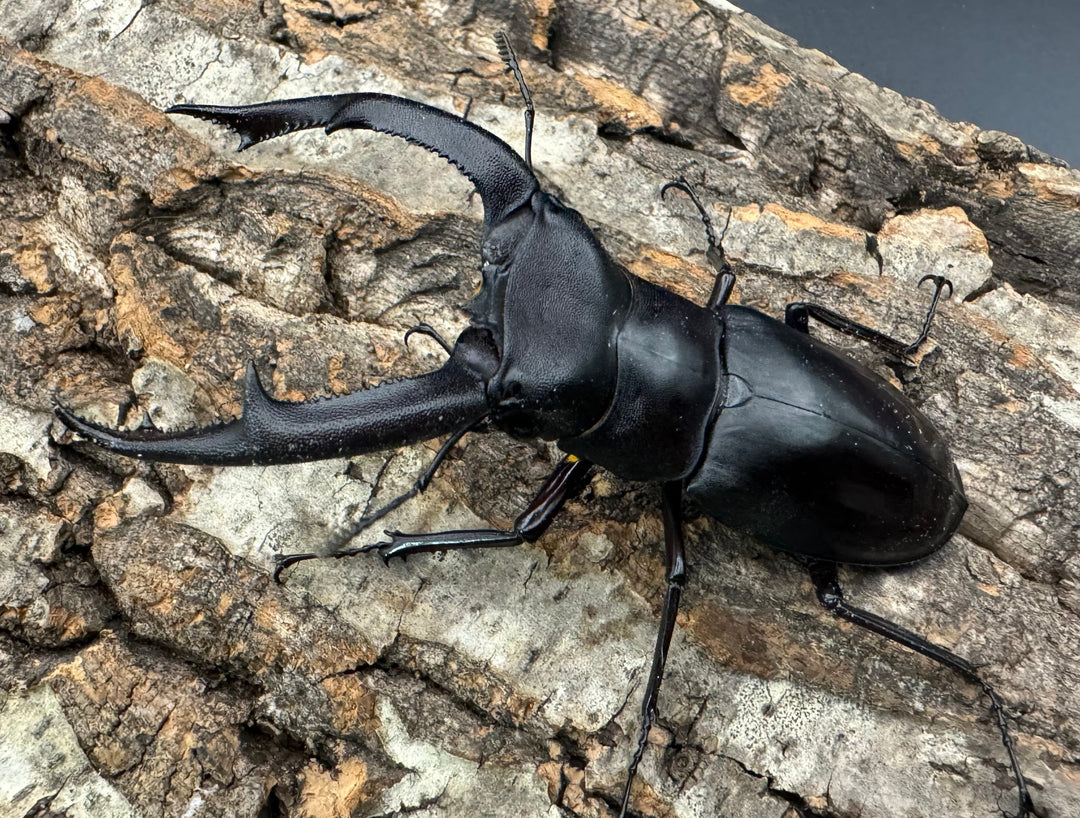 【WD】《マンディブラリスフタマタ 92mm ペア》