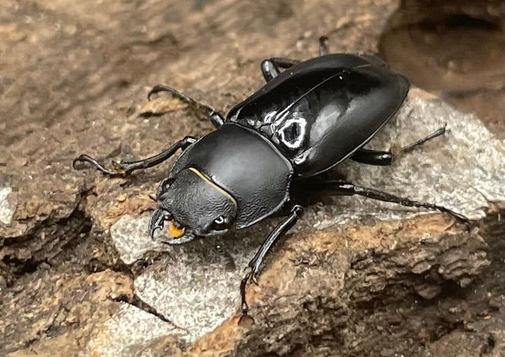 【WD】超貴重種《スピネウスノコギリクワガタ 36mmUP ペア B品》