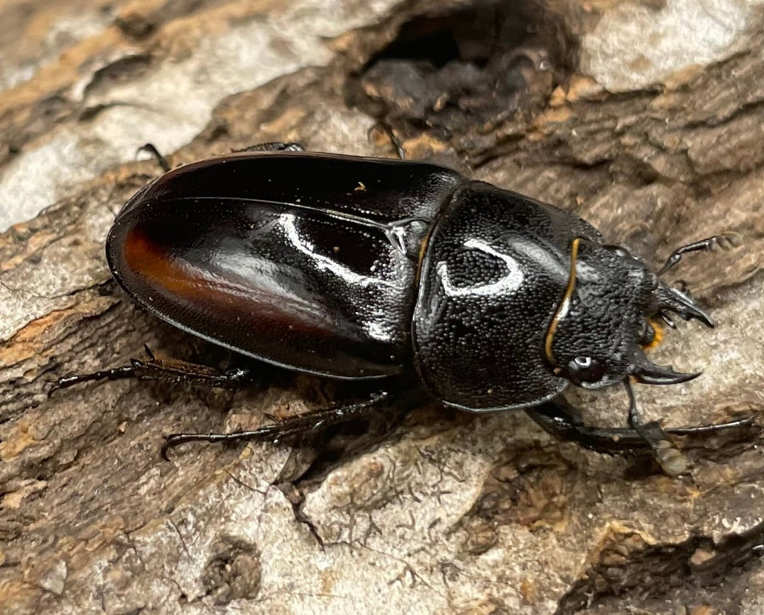 《レニノコギリ 紋あり 56mm ペア》