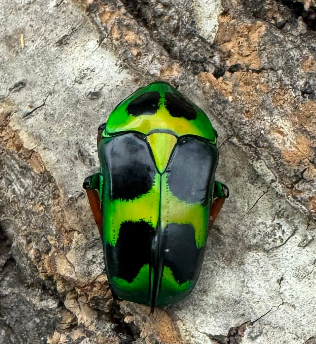 【WD】《マックレーツヤカナブン 赤タイプ ペア》