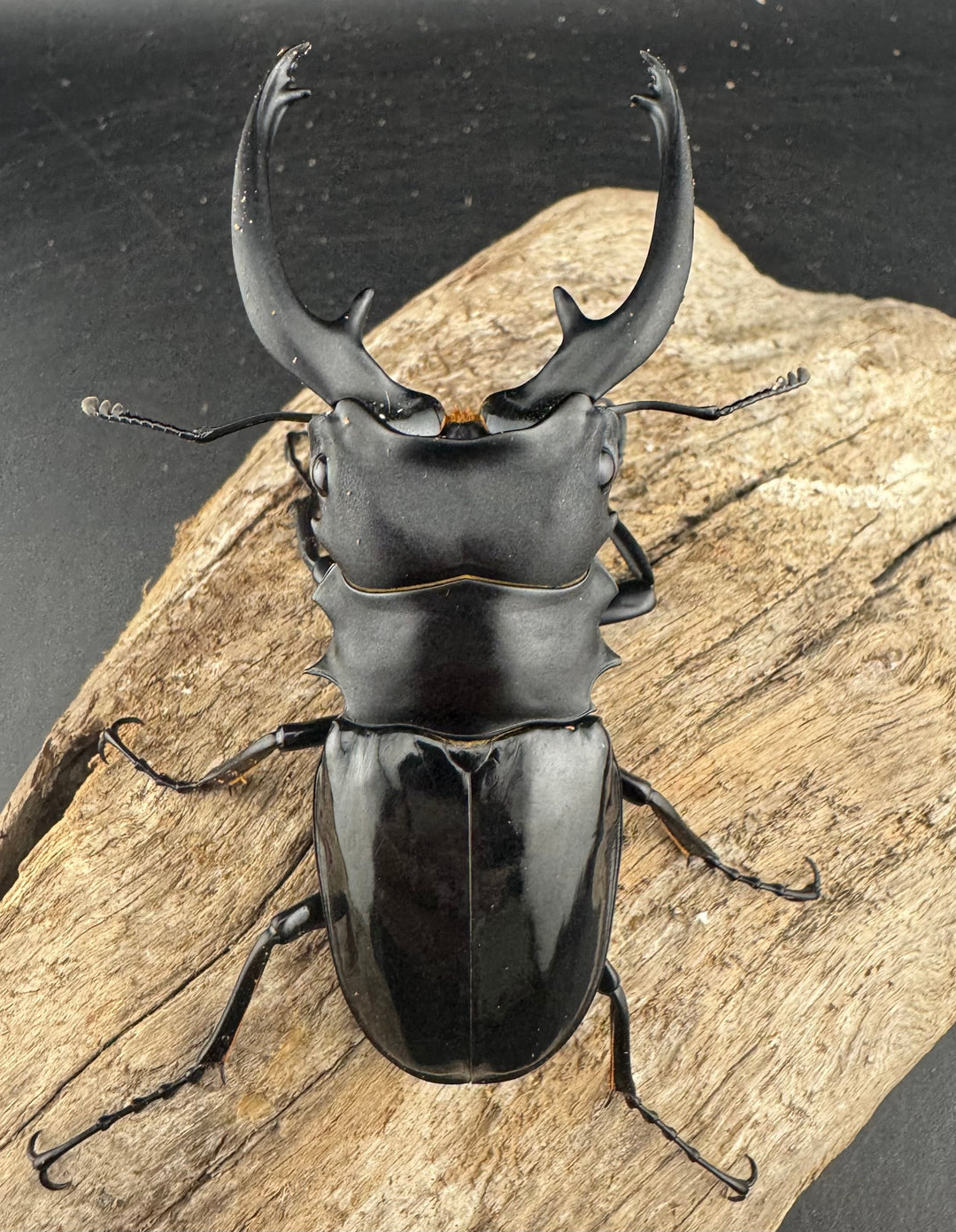 【WD】《インターメディアツヤクワガタ ガントン産 88mm ペア》