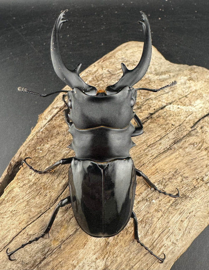 【WD】《インターメディアツヤクワガタ ガントン産 88mm ペア》