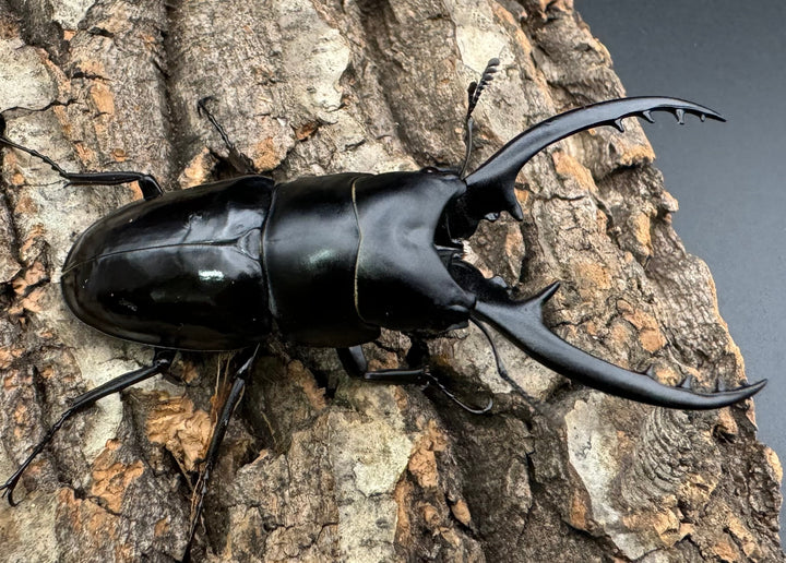 【WD】貴重種《フォルフィクラノコギリ（マルバネノコギリ） 70mm ペア》