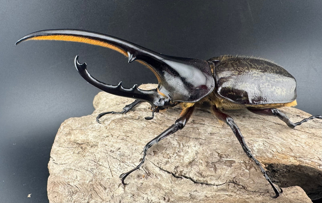 《ヘラクレス・ヘラクレス 132mm ペア》