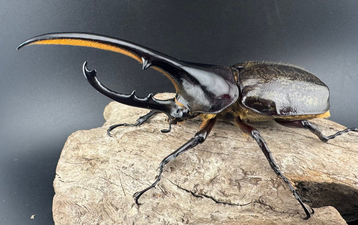 《ヘラクレス・ヘラクレス 132mm ペア》