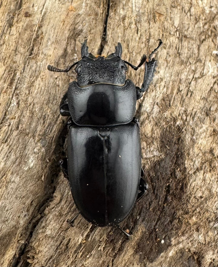 【WD】大型《ゲルツルードノコギリ レッドタイプ 60mm ペア》