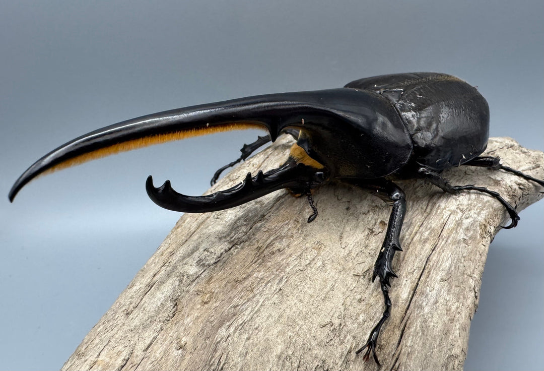 《ヘラクレス・ヘラクレス 139mm ペア》