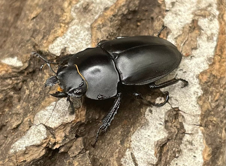 【WD】《プラティノータツヤクワガタ 37.5mmUP ペア》