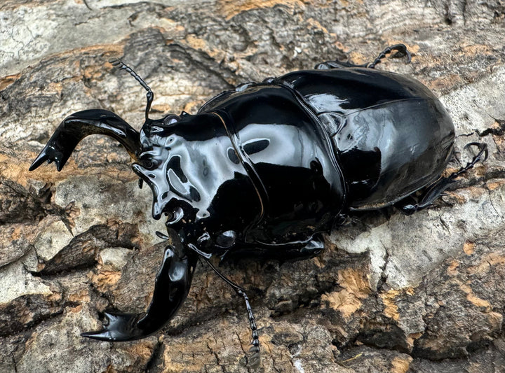 《タランドゥスオオツヤクワガタ 75mm ペア》