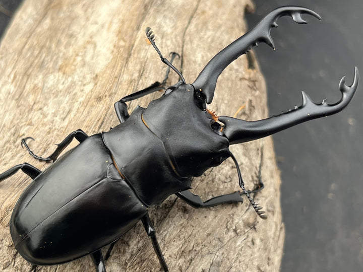 【WD】《 ギラファノコギリ亜種ボロブドゥール 92.5mm ペア》