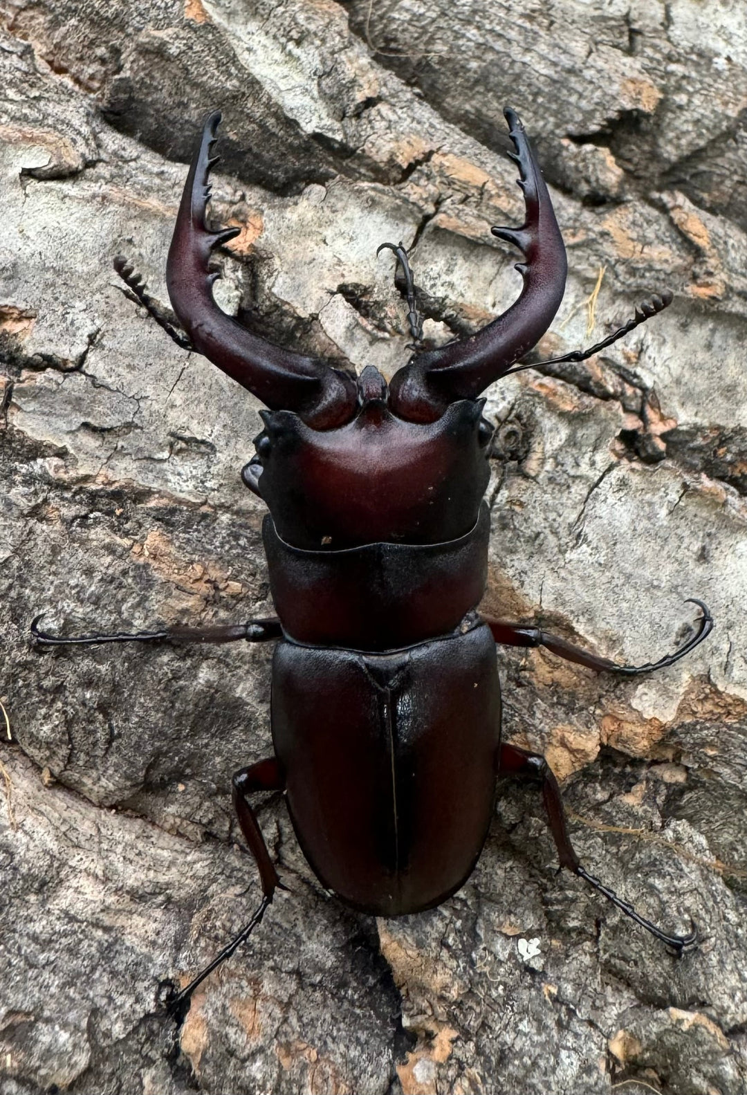 特別特価!!【WD】《ノコギリクワガタ 立川産 ペア》