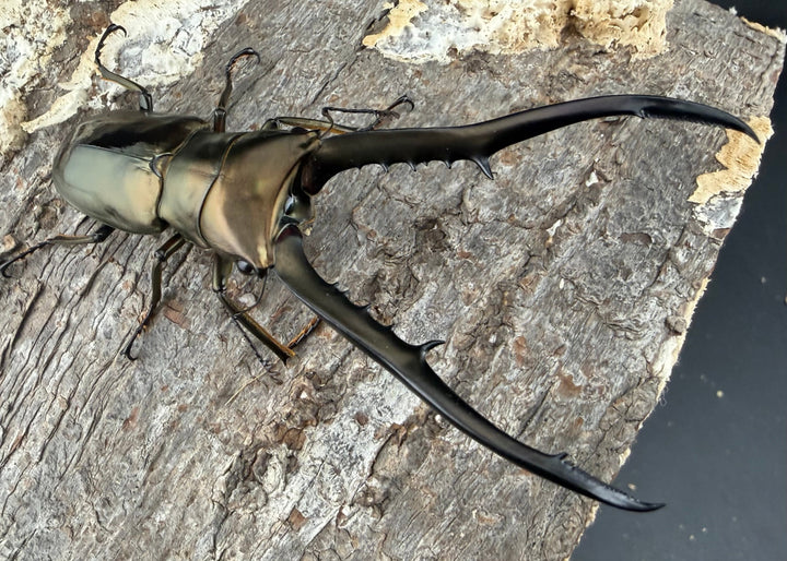 《メタリフェルホソアカ亜種イソガイ 76.5mm ペア》