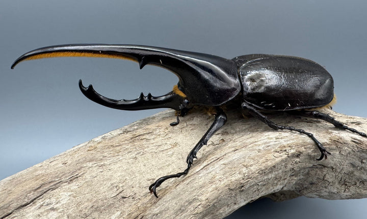 《ヘラクレス・ヘラクレス 139mm ペア》