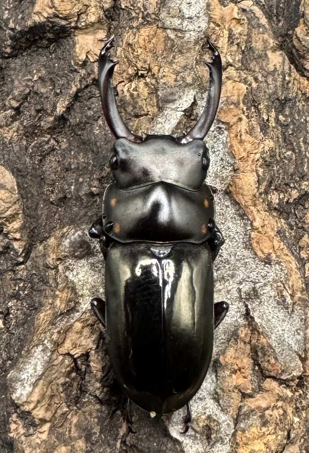 【WF1】《フルボノタトゥスコクワ 32mm ペア》