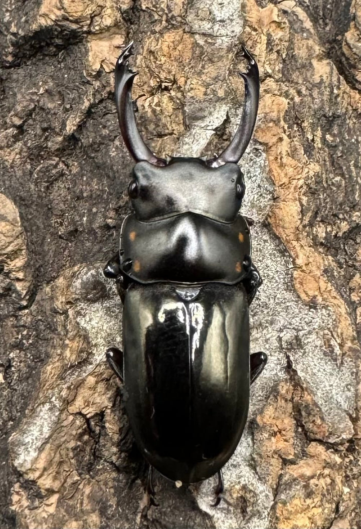 【WF1】《フルボノタトゥスコクワ 32mm ペア》