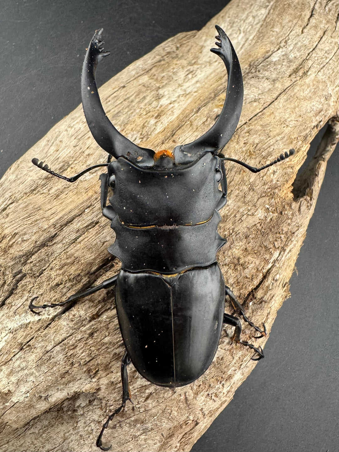 【WD】大型《アルケスツヤクワガタ ボアク島産 88.5mm ペア》