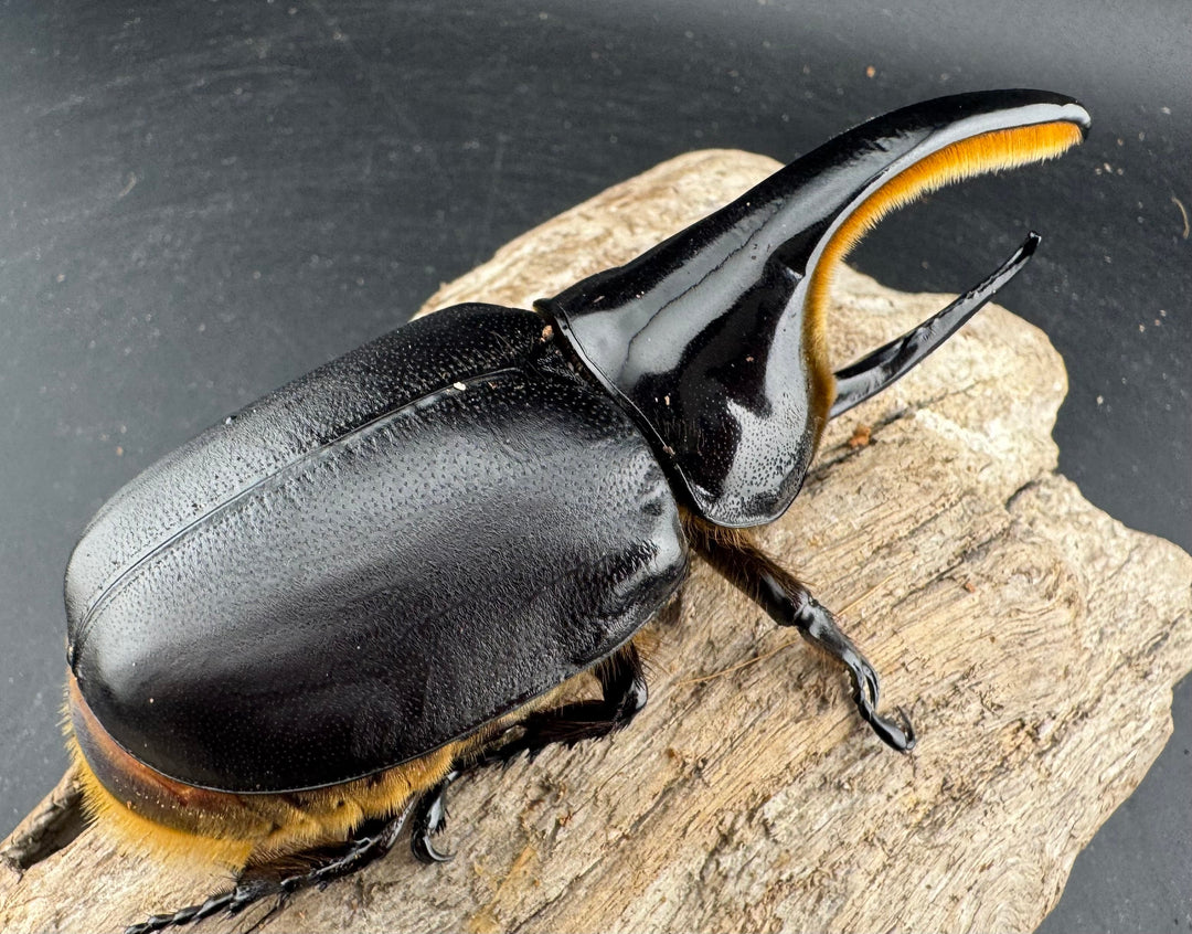 《サタンオオカブト 99mm ペア》inohiro109氏ブリード個体