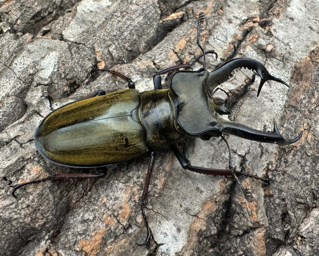 【WD】《チェンミヤマ メトク産 65mm ♂♀♀トリオB品》