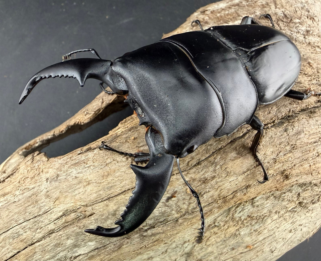 【WD】《スマトラオオヒラタ アチェ産 86.5mm A’品ペア》