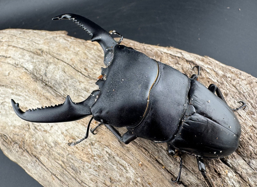 【WD】《パラワンオオヒラタ バタラザ産 85mm ペア》