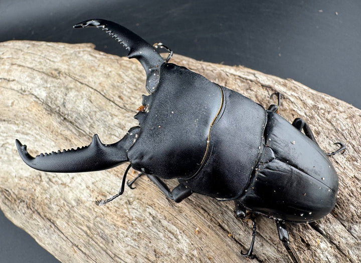 【WD】《パラワンオオヒラタ バタラザ産 85mm ペア》