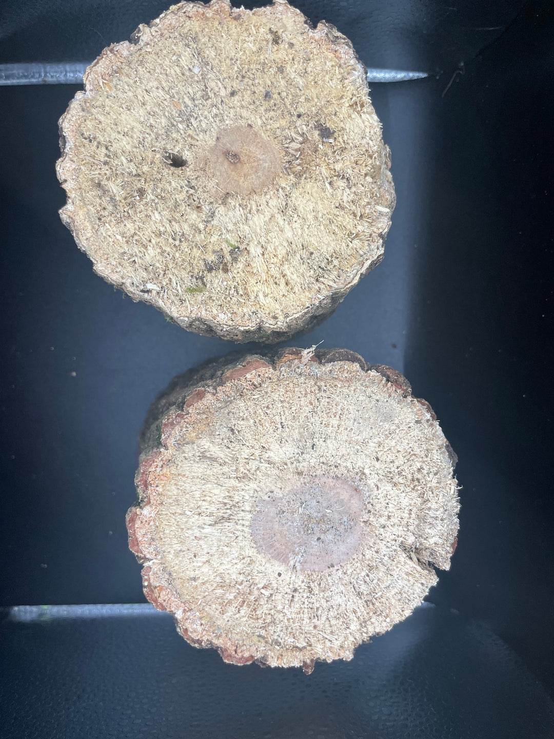 【3年物】産卵木 ミックス 1本