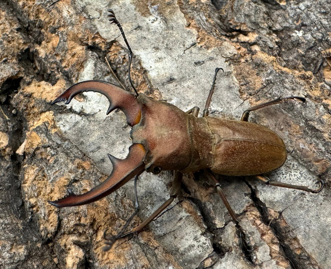 【WD】《スズムラホソアカ ロハス産 40.8mm ペア》