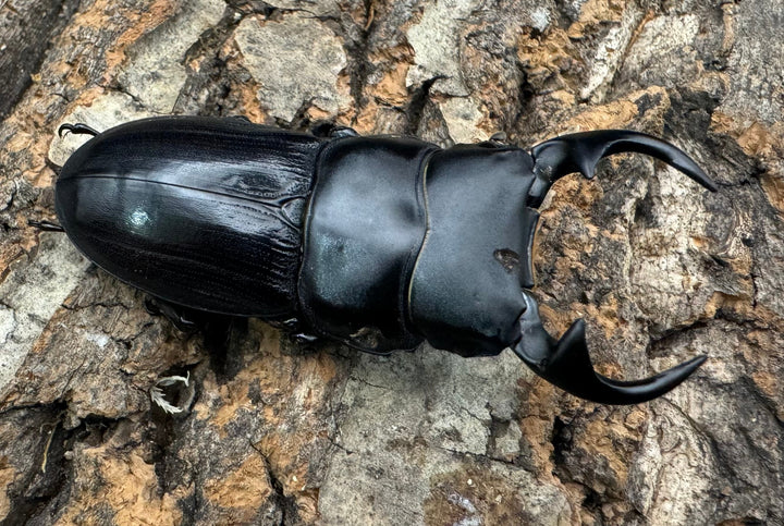 【WD】《ジャワパリーオオクワ 54mm ペア》