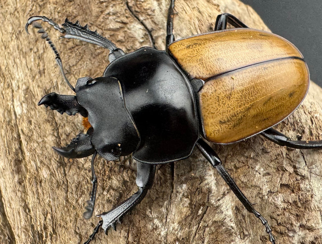 【WD】《ニティドゥスマルバネ亜種lemeei 広西壮族産 42mm ペア》