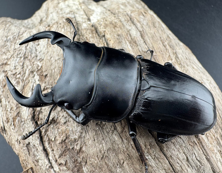 【WD】《グランディスオオクワ原名亜種 63mm A'品ペア》