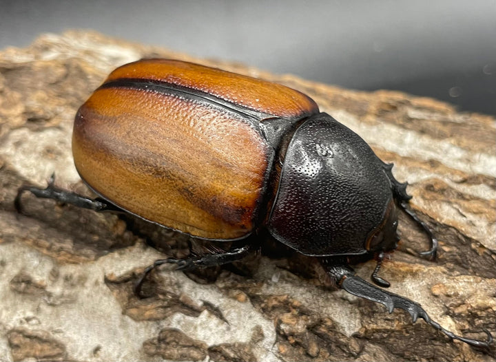 【WD】《スキットゴホンツノカブト ♀単》