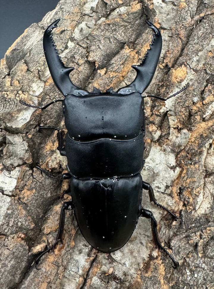 【WD】良型《パラワンオオヒラタクワガタ 96mm ペア》