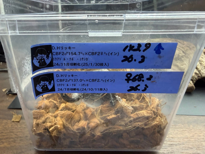 《ヘラクレス・リッキー ナポ産 143.5mm ペア》クワカブの部屋三森氏ブリード個体
