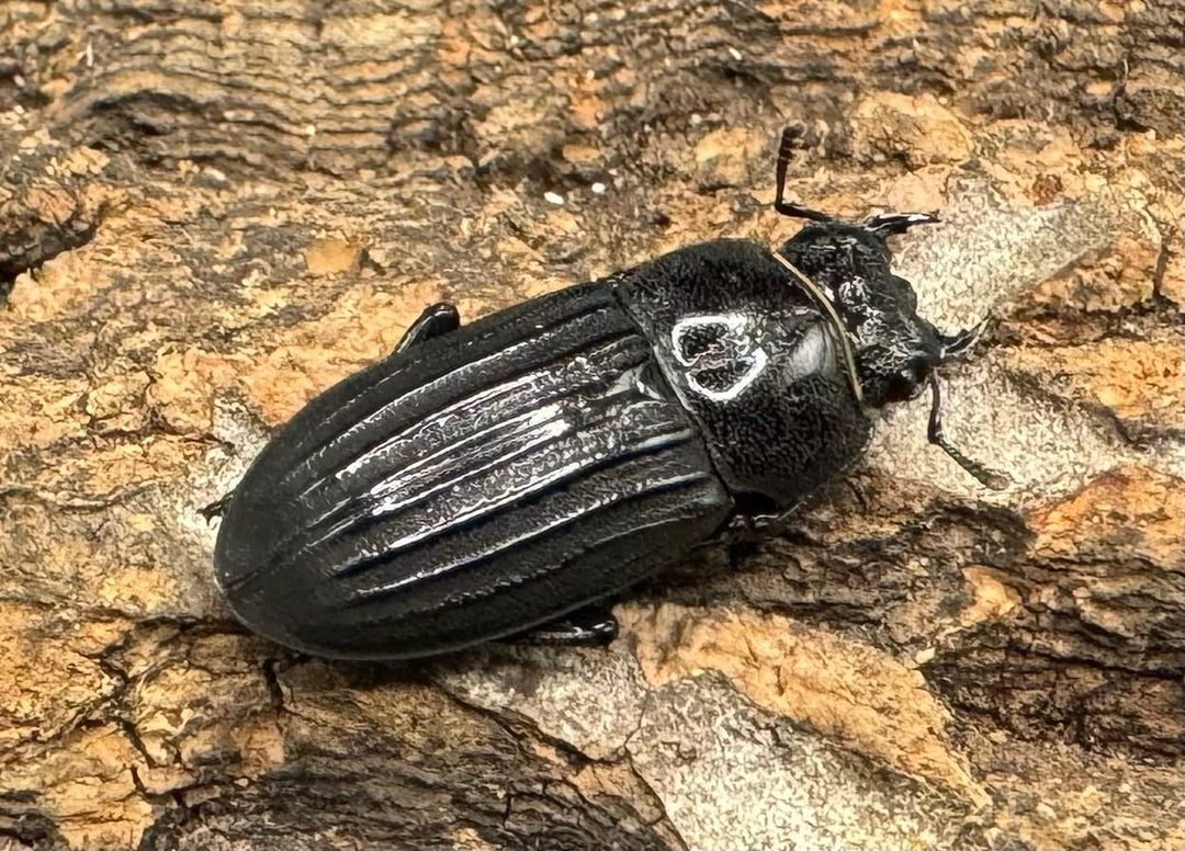 【WD】《モートゥオセスジ原名亜種 ペア》