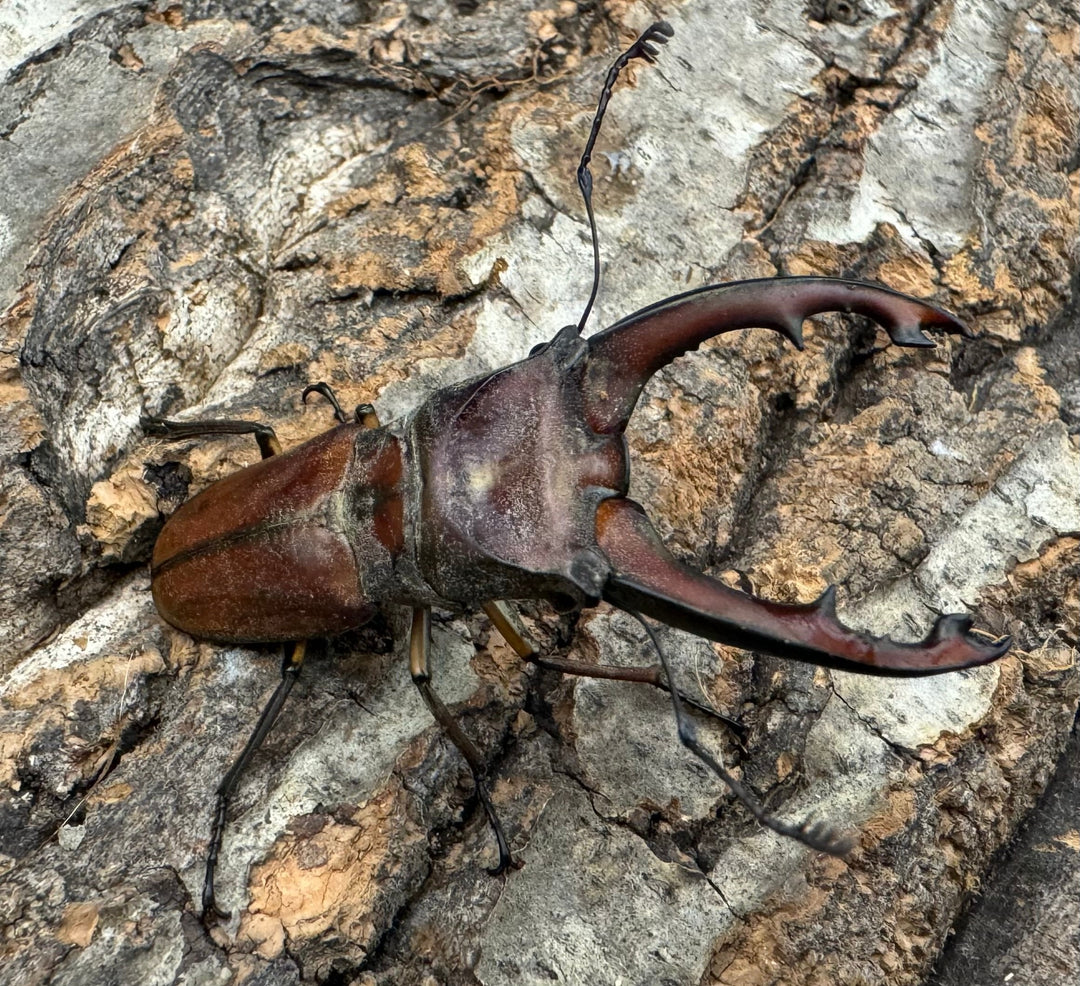 【WD】《ズベールホソアカ 55mm ペア》