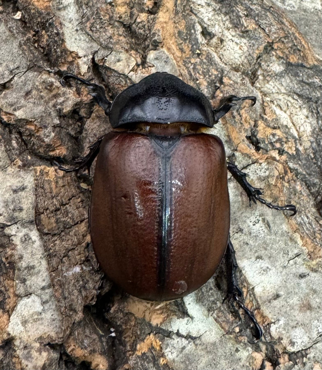 【WD】《サンボンヅノカブト 59.5mm ペア》