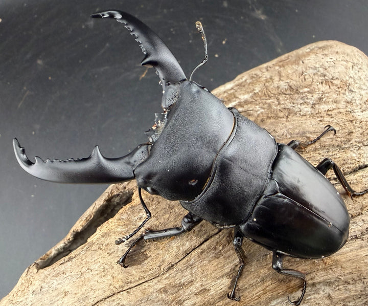 【WD】《ミンダナオヒラタ マラグサン産 85mm ペア》