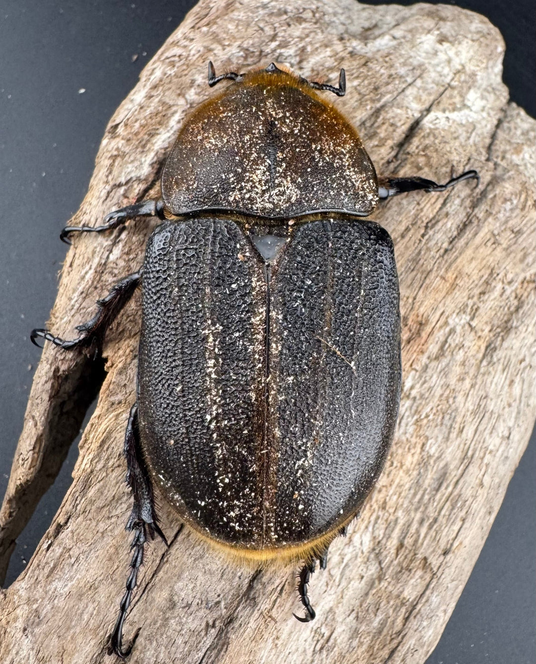 《ヘラクレス・ヘラクレス 147mm ペア》