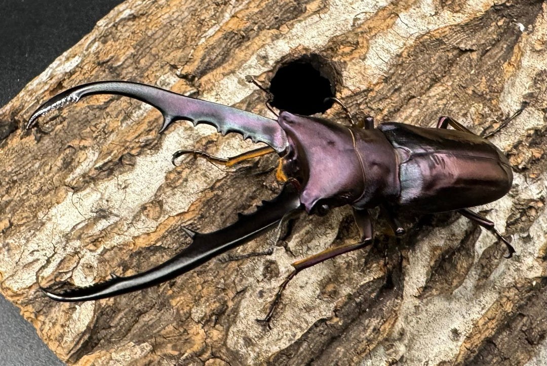 【美麗】《メタリフェルホソアカ 69mm ペア》わたくわ氏ブリード個体